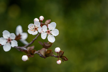 Frühlingserwachen – Kirschblüte vor grünem Hintergrund