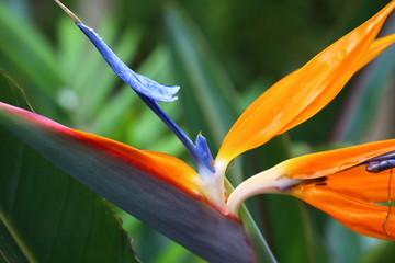 Obraz premium Strelitza flower (Strelitzia reginae) blooming with vibrant colors, blue, orange, white. Spring time.