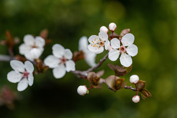 Frühlingserwachen – Kirschblüte vor grünem Hintergrund