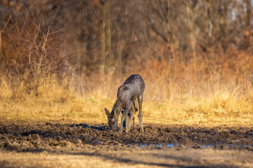 Roe deer in the forest during early spring
