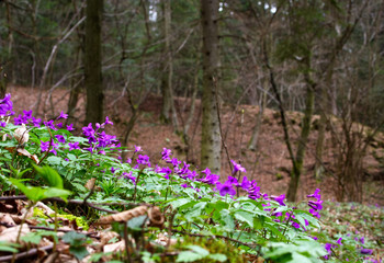 Fototapeta W wiosennym lesie zakwitają kobierce Żywca gruczołowatego (Cardamine glanduligera O.Schwarz) obraz