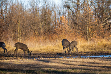 Roe deer group in the oak forest