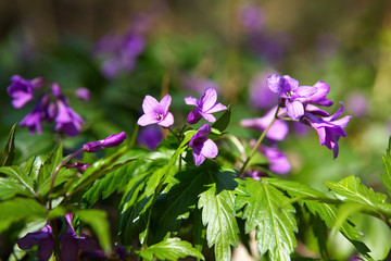 W wiosennym lesie zakwitają kobierce Żywca gruczołowatego (Cardamine glanduligera O.Schwarz) © JDziedzic