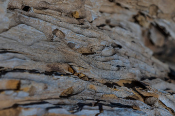 A fragment of the trunk of a very old tree. Grunge texture. Abstract wooden background. The rough texture of a very old tree. Deep cracks.