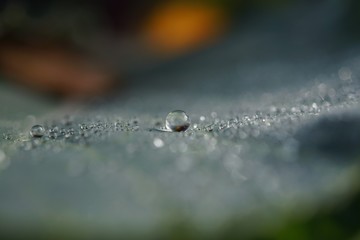 morning dew
