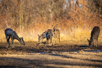 Roe deer group in the oak forest