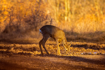 Roe deer in the forest during early spring