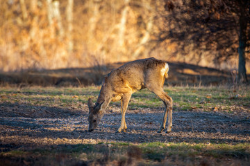Roe deer in the forest during early spring