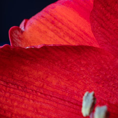 beautiful close-up of petals of red amaryllis flower, macro