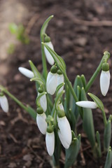 First spring little snowdrop flowers in city park.