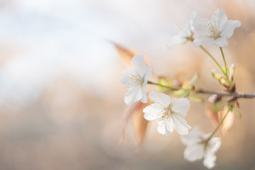 春に咲く桜