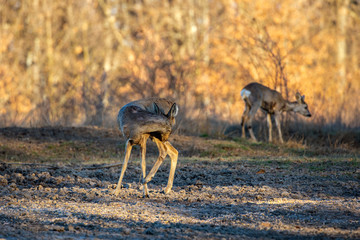 Roe deer group in the oak forest