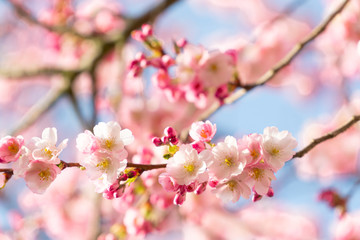 Naklejka premium Pink and red Cherry tree blossom