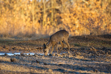 Roe deer in the forest during early spring