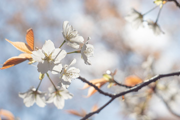 春に咲く桜