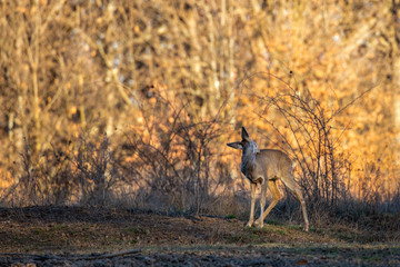 Roe deer in the forest during early spring