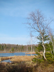 Spring forest landscape with lake, grass and trees