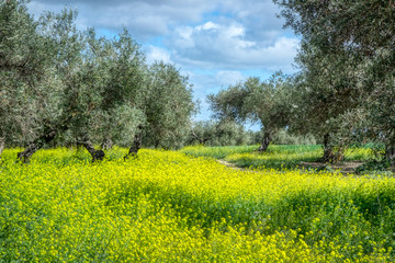 olive grove & rapeseed