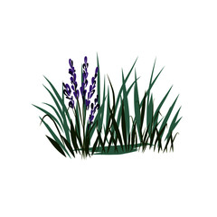 bush with grass and lavender
