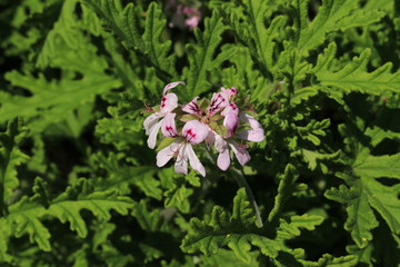 "Sweet Scented Geranium" flowers (or Rose Geranium, Wild Malva) in St. Gallen, Switzerland. Its Latin name is Pelargonium Graveolens (Syn Geranium Terebinthinaceum), native to South Africa.