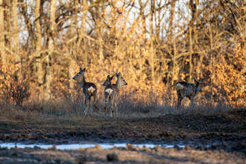 Roe deer group in the oak forest