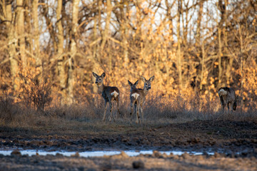 Obraz na płótnie Canvas Roe deer group in the oak forest