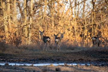 Roe deer group in the oak forest