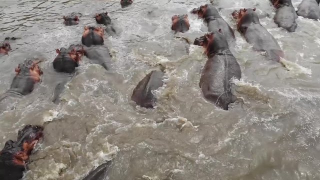 Aerial footage of Hippo in river with drone 
