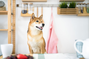 Shiba Inu dogs are waiting for food on the dining table in a Japanese kitchen. Japanese dog sitting on a chair at the table and begging for food.