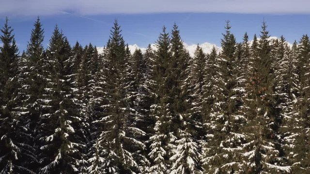 Aerial shot of highest peak in Slovenia, Triglav, reveal shot over trees, Pokljuka, Slovenia