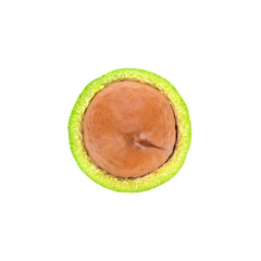 fresh macadamia nut on white background