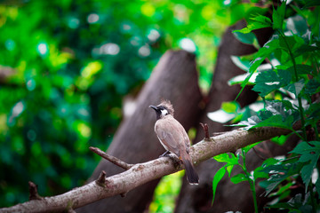 bird on a branch