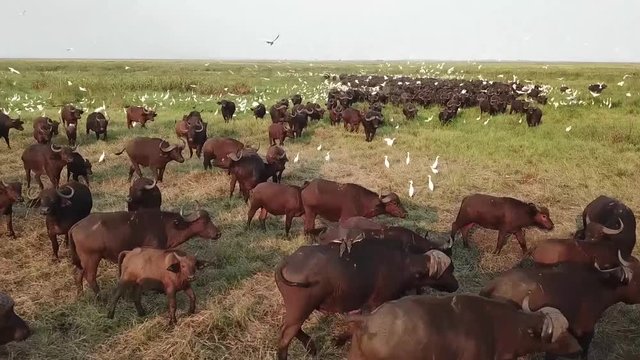Aerial footage of big Herd of Cape buffalo with drone