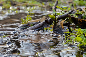 frog in the pond