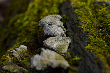 moss on stone