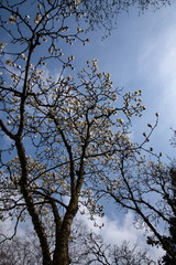 開花が始まった樹木公園のハクモクレン