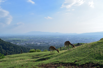 View of Nara Basin from Mt.Wakakusa