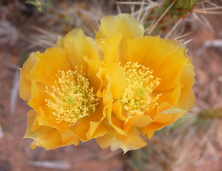 Close up of Cactus Bloom flowering in the desert of Southern Utah. 