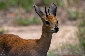 Steenbok standing close to the road in the Kruger National Park, South Africa