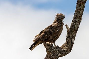 Brown snake eagle sitting on a branch in the Kruger National Park