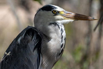 Grey Heron watching the waters in the Kruger National Park, South Africa
