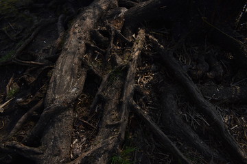 tree in forest