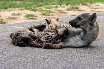 Spotted hyena mother and cubs laying on the road feeding, Kruger National Park, South Africa