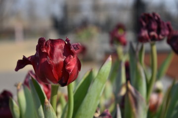 red tulip