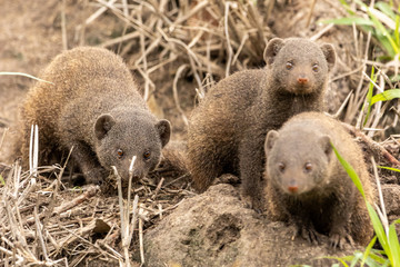 Dwarf mongoose family looking for food