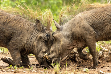 Warthogs face to face fighting over food