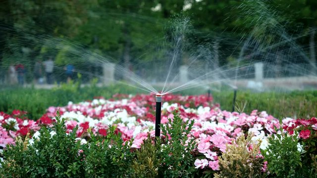Garden Irrigation. Automatic sprinkler watering system for plants, flowers and lawn. Madrid. Spain. 4K
