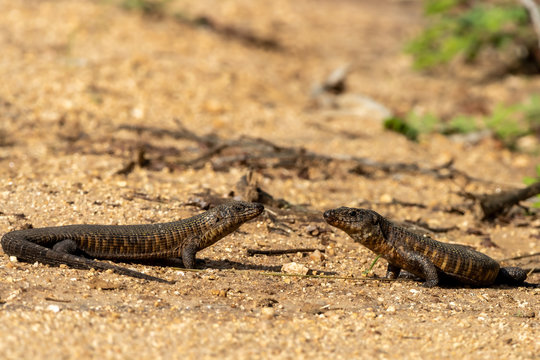 Two plated lizards head to head in the Kruger National Park