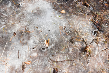  stump in coniferous snowy forest close-up