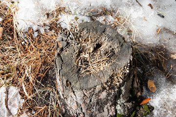  stump in coniferous snowy forest close-up